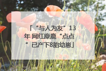 “与人为友”13年 网红麋鹿“点点”已产下8胎幼崽