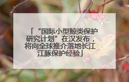 “国际小型鲸类保护研究计划”在汉发布，将向全球推介落地长江江豚保护经验