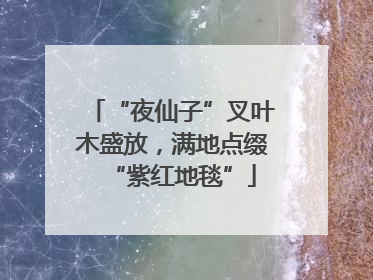 “夜仙子”叉叶木盛放，满地点缀“紫红地毯”