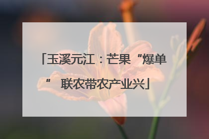 玉溪元江：芒果“爆单” 联农带农产业兴