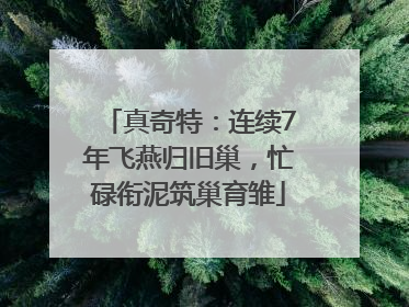 真奇特：连续7年飞燕归旧巢，忙碌衔泥筑巢育雏