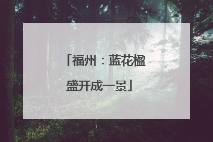 福州：蓝花楹盛开成一景