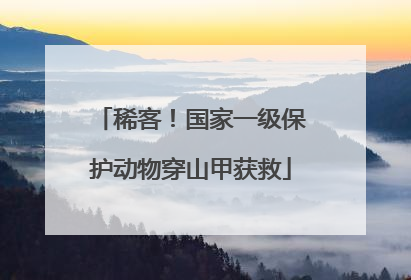 稀客！国家一级保护动物穿山甲获救
