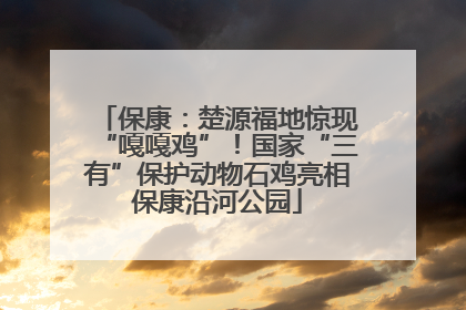 保康：楚源福地惊现“嘎嘎鸡”！国家“三有”保护动物石鸡亮相保康沿河公园