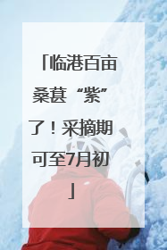 临港百亩桑葚“紫”了！采摘期可至7月初
