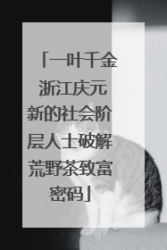 一叶千金 浙江庆元新的社会阶层人士破解荒野茶致富密码