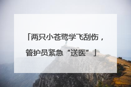 两只小苍鹭学飞刮伤，管护员紧急“送医”