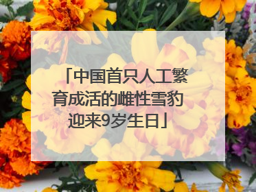 中国首只人工繁育成活的雌性雪豹迎来9岁生日