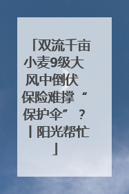 双流千亩小麦9级大风中倒伏 保险难撑“保护伞”？丨阳光帮忙