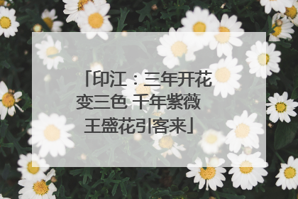印江：三年开花变三色 千年紫薇王盛花引客来