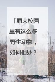 原来校园里有这么多野生动物，如何相处？