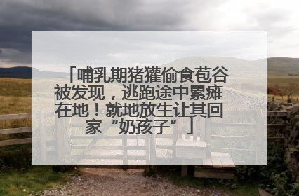 哺乳期猪獾偷食苞谷被发现，逃跑途中累瘫在地！就地放生让其回家“奶孩子”