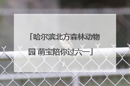 哈尔滨北方森林动物园 萌宝陪你过六一
