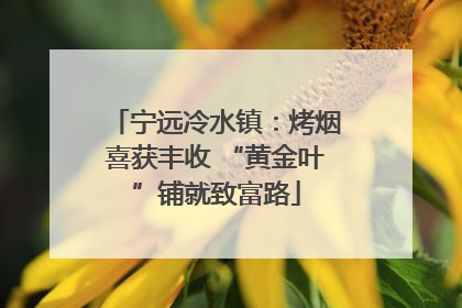 宁远冷水镇：烤烟喜获丰收 “黄金叶”铺就致富路
