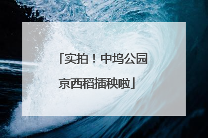 实拍！中坞公园京西稻插秧啦