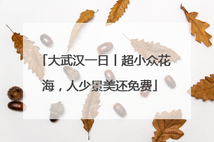 大武汉一日丨超小众花海，人少景美还免费