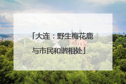 大连：野生梅花鹿与市民和谐相处