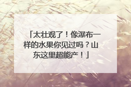 太壮观了！像瀑布一样的水果你见过吗？山东这里超能产！