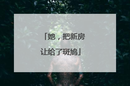 她，把新房让给了斑鸠