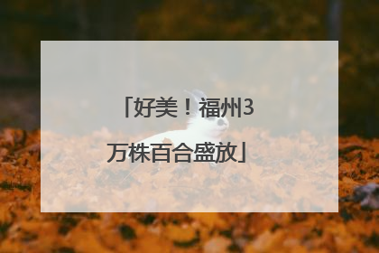 好美！福州3万株百合盛放