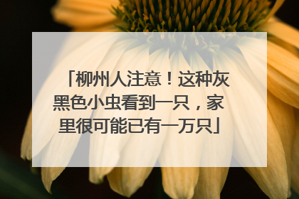 柳州人注意！这种灰黑色小虫看到一只，家里很可能已有一万只
