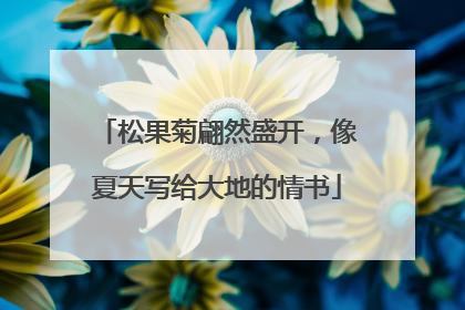 松果菊翩然盛开，像夏天写给大地的情书