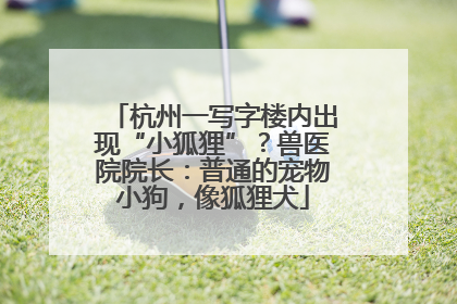 杭州一写字楼内出现“小狐狸”？兽医院院长：普通的宠物小狗，像狐狸犬