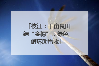 枝江：千亩良田结“金穗”，绿色循环助增收