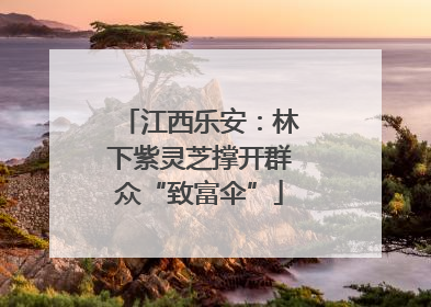 江西乐安：林下紫灵芝撑开群众“致富伞”