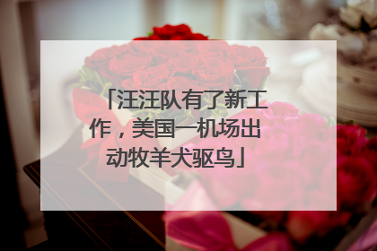 汪汪队有了新工作，美国一机场出动牧羊犬驱鸟