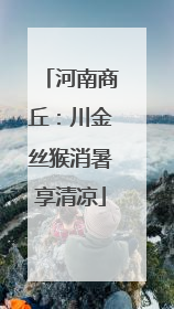 河南商丘：川金丝猴消暑享清凉