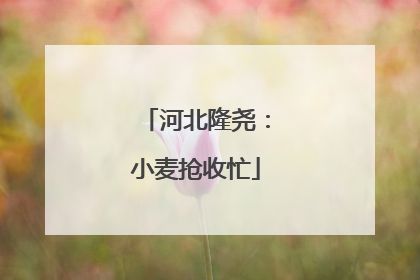 河北隆尧：小麦抢收忙