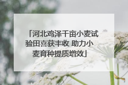 河北鸡泽千亩小麦试验田喜获丰收 助力小麦育种提质增效