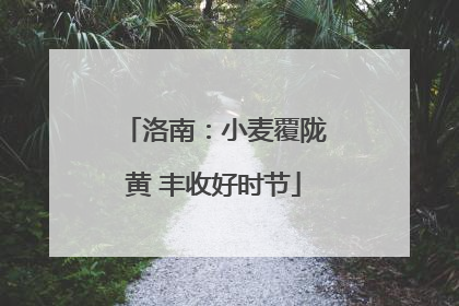 洛南：小麦覆陇黄 丰收好时节
