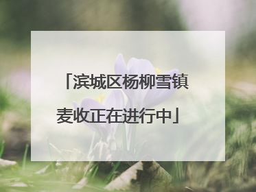 滨城区杨柳雪镇麦收正在进行中