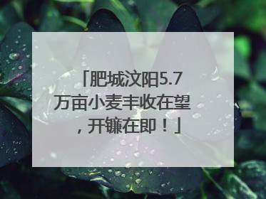 肥城汶阳5.7万亩小麦丰收在望，开镰在即！