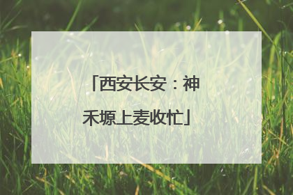 西安长安：神禾塬上麦收忙