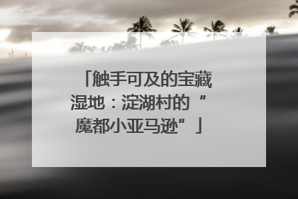 触手可及的宝藏湿地：淀湖村的“魔都小亚马逊”