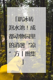 趴冰砖 泡水池！成都动物园里的消暑“凉”方丨图集