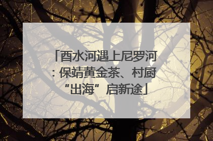 酉水河遇上尼罗河：保靖黄金茶、村厨“出海”启新途