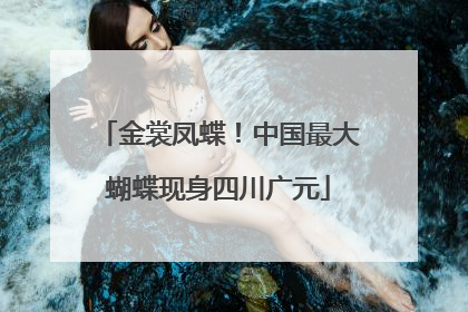 金裳凤蝶！中国最大蝴蝶现身四川广元