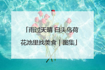 雨过天晴 白头鸟荷花池里找美食｜图集