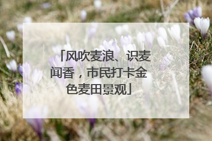 风吹麦浪、识麦闻香，市民打卡金色麦田景观