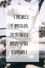 黑龙江千鹤岛首次发现自然界罕见白鸬鹚
